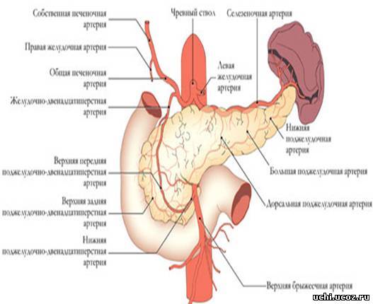 Кровоснабжение поджелудочной железы схема