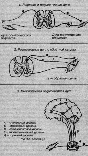 Надбровный рефлекс схема